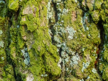 Yosun, yıpranmış kabuğa tutunur. Lichen yamaları doku ve renk ekler. Doğanın yeşil büyümesi sert ağaç derisini kaplar. Kırsal orman manzarası sessiz tefekküre davetiye çıkarır.