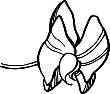 Çiçekler ve orkide yapraklarıyla kusursuz desen, çizgi çizimi. Botanik el çizimi illüstrasyon, siyah beyaz