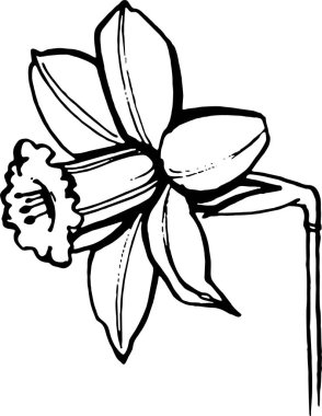 çiçek özeti, narsis, tomurcuk, el çizimi illüstrasyon, taslak