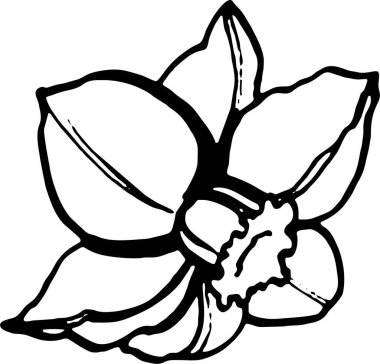 bahar çiçekleri özeti, narsis, tomurcuk, el çizimi illüstrasyon, taslak