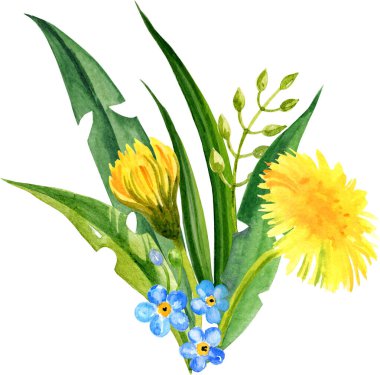 suluboya tarla çiçekleri kompozisyonu, el çizimi eskizi, yaz çiçekleri, yapraklar ve karahindiba tohumu. Sarı ve yeşil çiçekler ve çimenler