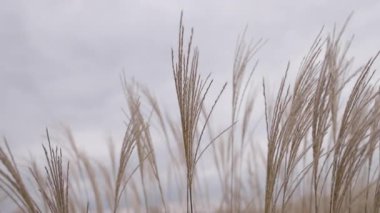 Ağızlıklı bir köpeğin saman balyaları, neşeli balkabakları ve büyüleyici bir sonbahar atmosferi tarafından kucaklanan renkli bayraklarla dolu canlı bir çayırda oynaştığı keyifli anları yaşayın..