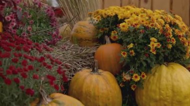 Kendinizi büyüleyici bir sonbahar bahçesine daldırın. Canlı balkabakları, parlak kırmızı çiçekler ve yemyeşil yapraklar mevsimlik neşe ve neşe dolu güzel bir hasat atmosferi yaratıyor..