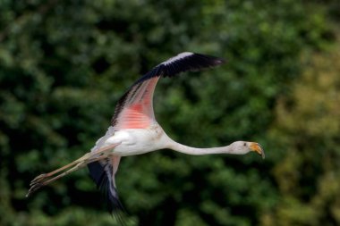 Genç flamingo, enicope icopruus, ruber, yetişkin, camargue, France, sainte-foy d 'aigrefeuille,