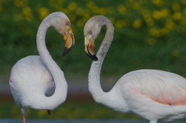 Genç flamingo, enicope icopruus, ruber, yetişkin, camargue, France, sainte-foy d 'aigrefeuille,