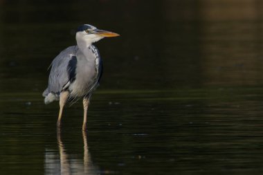 büyük gri balıkçıl (ardea cinerea )