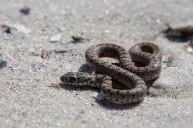 Kumsalda tadını çıkarma yılan.