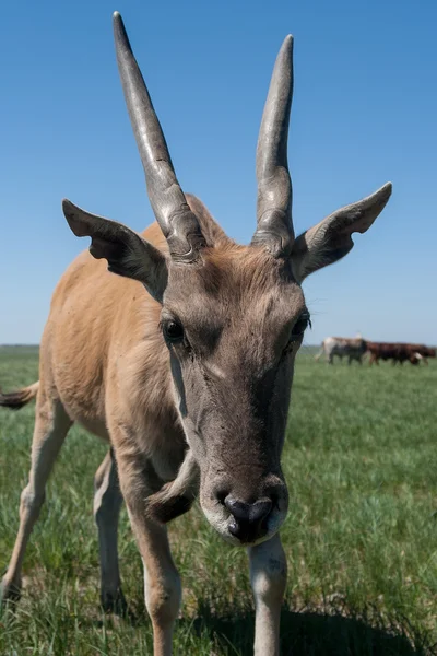 Eland w Askania Nova. — Zdjęcie stockowe