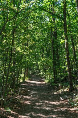 Yaz ormanlarında yol.