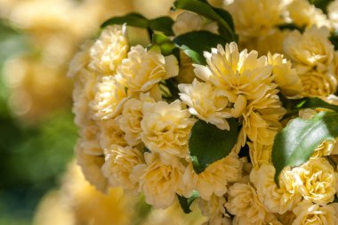 Güzel sarı çiçekler. Artek Ukrayna.