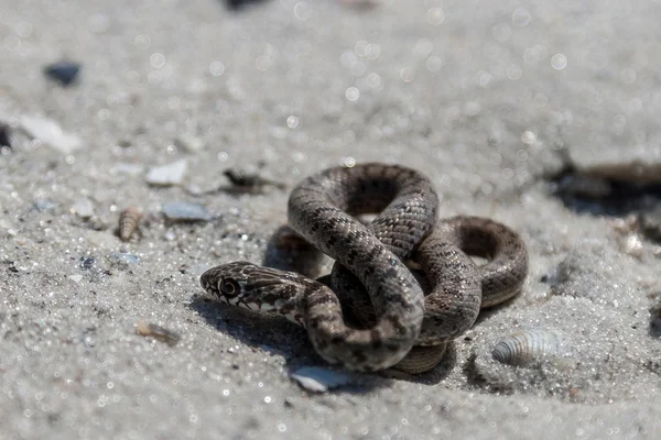 The snake basking on the sand. — Stock Photo, Image