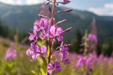 Dağlarda yaz - Chamerion angustifolium sihirli pembe çiçekler 