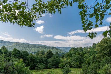 Güzel Karpat Dağları, huş ağacı dalları ve yaprakları ön planda
