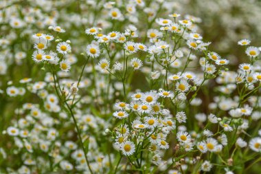 Papatya çiçek arka plan olarak