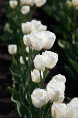 Güzel beyaz laleler flowerbed içinde büyüyen