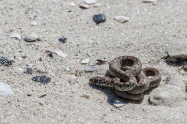 Kumsalda tadını çıkarma yılan.