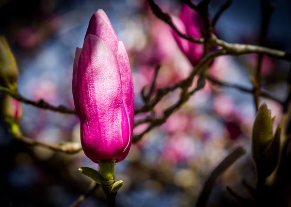 Magnolias con flores en Sydney — Foto de Stock