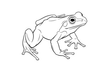 Ayrıntılı özellikleri olan, profil görünümünde oturan bir kurbağanın siyah ve beyaz silueti.