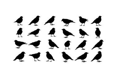 Beyaz arka plan, siluet üzerinde çeşitli duruş ve yönelimleri gösteren 20 siyah kuş siluetinden oluşan bir ızgara.