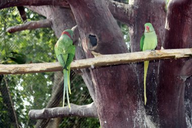 İki Alexandrine muhabbet kuşu (Psittacula eupatria) hayvanat bahçesindeki ahşap bir direğe tünemişlerdir..