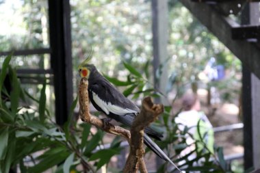 Erkek Cockatiel (Nymphicus hollandicus) hayvanat bahçesindeki bir ağaca tünemiştir..