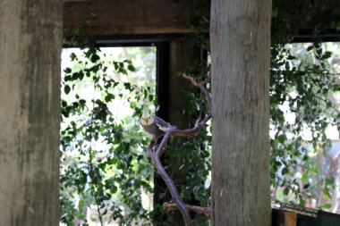 Erkek Cockatiel (Nymphicus hollandicus) hayvanat bahçesindeki bir ağaca tünemiştir..