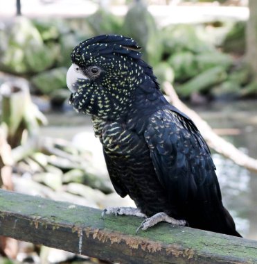 Dişi kırmızı kuyruklu siyah kakadular (Calyptorhynchus banksii) yüzlerinde ve kanatlarında sarı lekeler vardır..