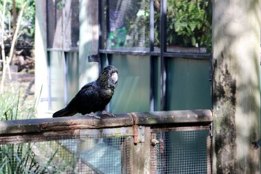 Dişi kırmızı kuyruklu siyah kakadular (Calyptorhynchus banksii) yüzlerinde ve kanatlarında sarı lekeler vardır..