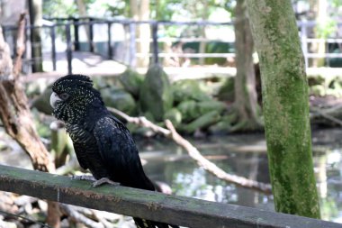 Dişi kırmızı kuyruklu siyah kakadular (Calyptorhynchus banksii) yüzlerinde ve kanatlarında sarı lekeler vardır..