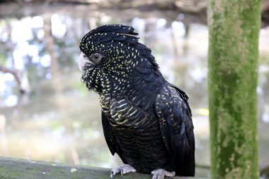 Dişi kırmızı kuyruklu siyah kakadular (Calyptorhynchus banksii) yüzlerinde ve kanatlarında sarı lekeler vardır..