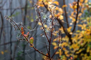 Örümcek ağının desenleri İpek ipliklerinde çiy damlaları parlıyor.