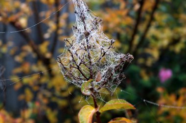 Örümcek ağının desenleri İpek ipliklerinde çiy damlaları parlıyor.
