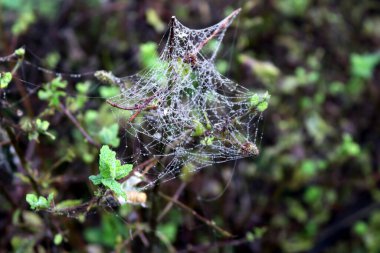 Örümcek ağının desenleri İpek ipliklerinde çiy damlaları parlıyor.