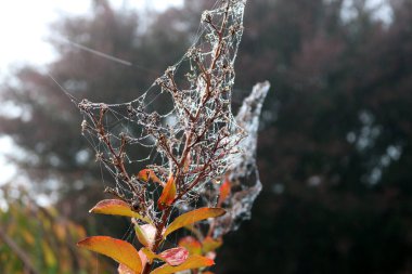 Örümcek ağının desenleri İpek ipliklerinde çiy damlaları parlıyor.