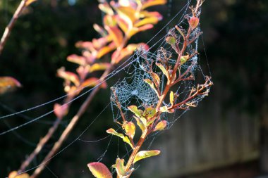 Örümcek ağının desenleri İpek ipliklerinde çiy damlaları parlıyor.