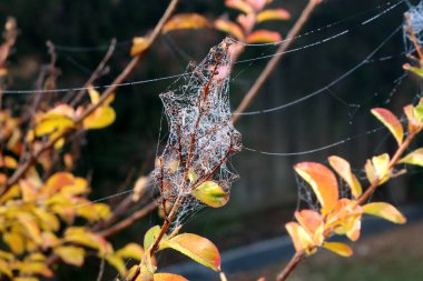 Örümcek ağının desenleri İpek ipliklerinde çiy damlaları parlıyor.