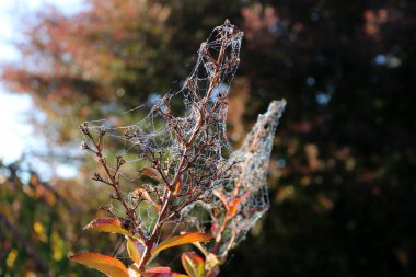 Örümcek ağının desenleri İpek ipliklerinde çiy damlaları parlıyor.