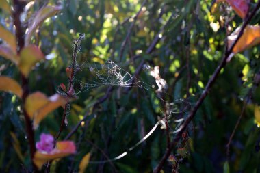 Örümcek ağının desenleri İpek ipliklerinde çiy damlaları parlıyor.