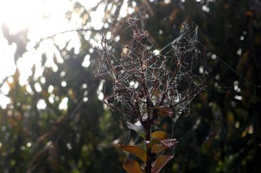 Örümcek ağının desenleri İpek ipliklerinde çiy damlaları parlıyor.