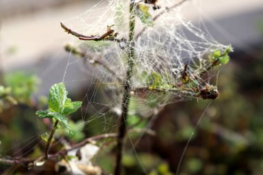 Örümcek ağının desenleri İpek ipliklerinde çiy damlaları parlıyor.