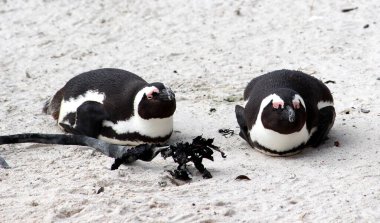  Kara Ayaklı Penguen (Spheniscus demersus) Cape Town 'daki Boulders Sahili' nde güneş ışığının tadını çıkarmaktadır..
