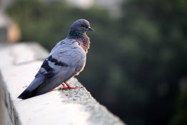 Yetişkin Kaya Güvercini (Columba Livia) siperden izliyor .