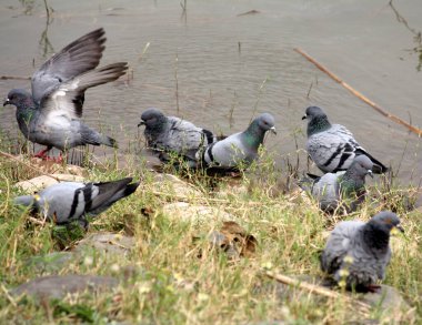 Kaya güvercinleri sürüsü (Columba livya) gölde banyo yapıyor..