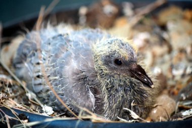 Kaya güvercini yavrusu (Columba livia) bir yuvada.