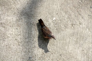 Benekli güvercin (chinensis suratensis) yiyecek arayışında.