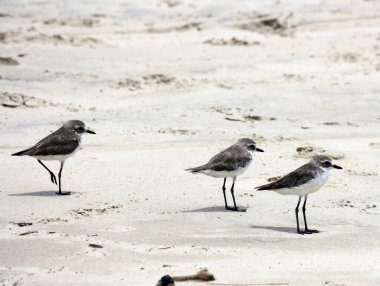 Kentish Plover (Anarhynchus alexandrinus) bir plajda solucan arayışında.