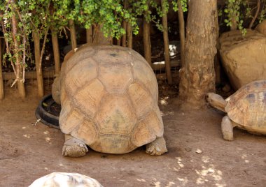 Afrika mahmuzlu kaplumbağa (Centrochelys sulcata) bir hayvanat bahçesinde.