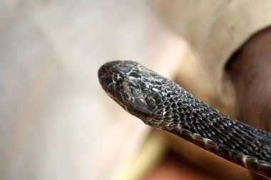 Hint kobrası (Naja naja) bir yılan oynatıcısının ellerinde.