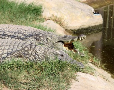 Nil timsahları (timsah niloticus) güneşin tadını çıkarırlar..