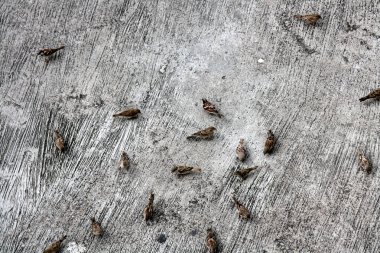 Bir grup ev serçesi (Passer domesticus) yerde besleniyor..